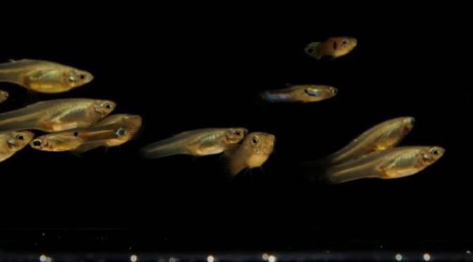 ROBOFISH: ROBOTIC FISH SWARMS FOR THE ANALYSIS OF COLLECTIVE BEHAVIOR